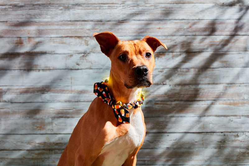 Halloween Light-Up Dog Collars in Assorted Styles--Lemons and Limes Boutique