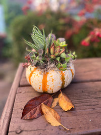 Pumpkin Succulent Planter Workshop October 4th. 6:30-7:30pm at Deerfield Towne Center Store--Lemons and Limes Boutique