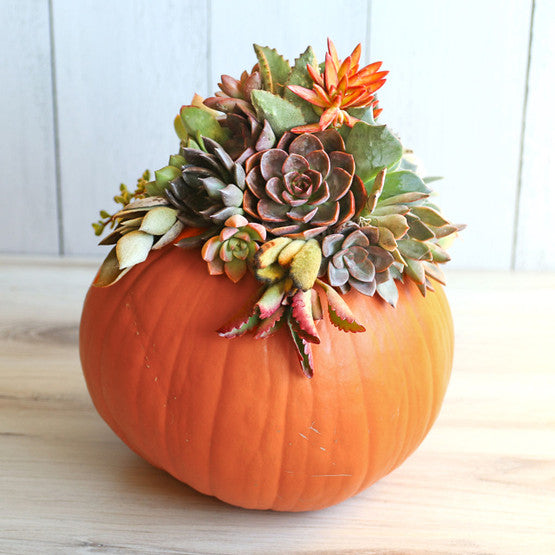 Pump-culent Centerpiece Workshop