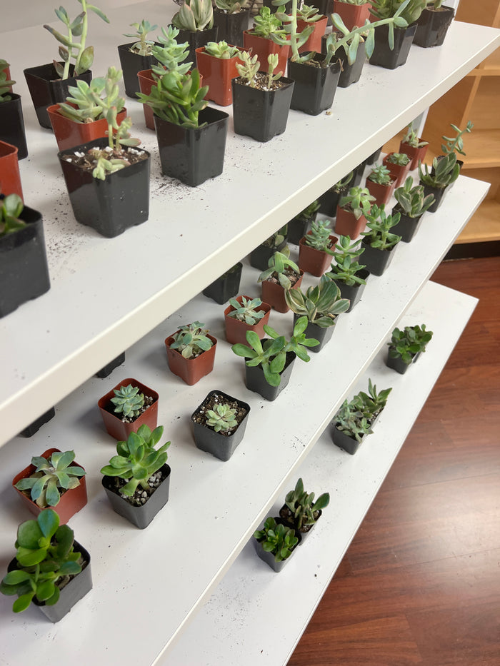 Book A Private Workshop Party-Lemons and Limes Boutique