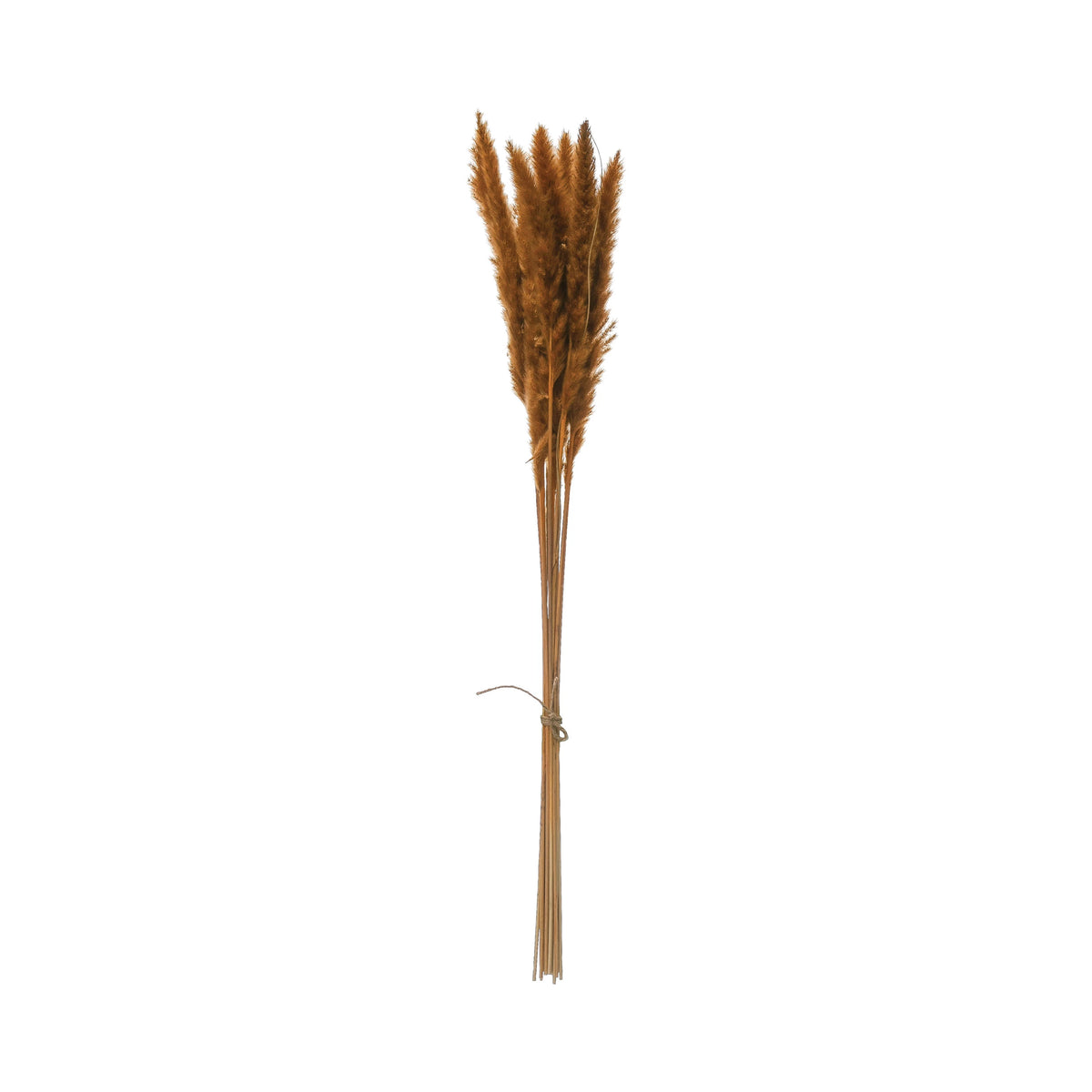 Dried Pampas Grass Bunch-Mustard--Lemons and Limes Boutique