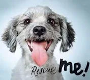 Rescue Me: Dog Adoption Portraits and Stories from New York City--Lemons and Limes Boutique